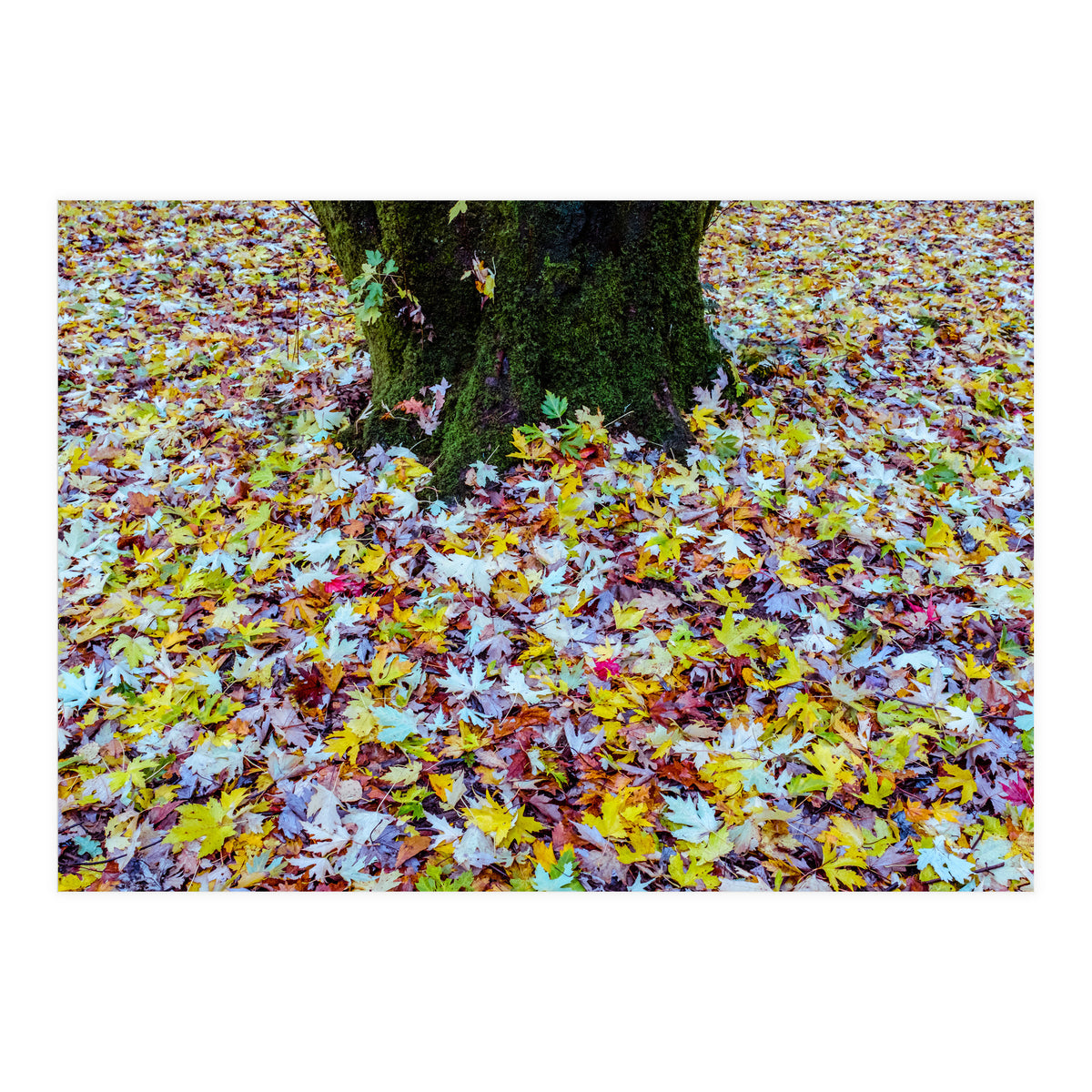 Autumn Leaves (Print Only)