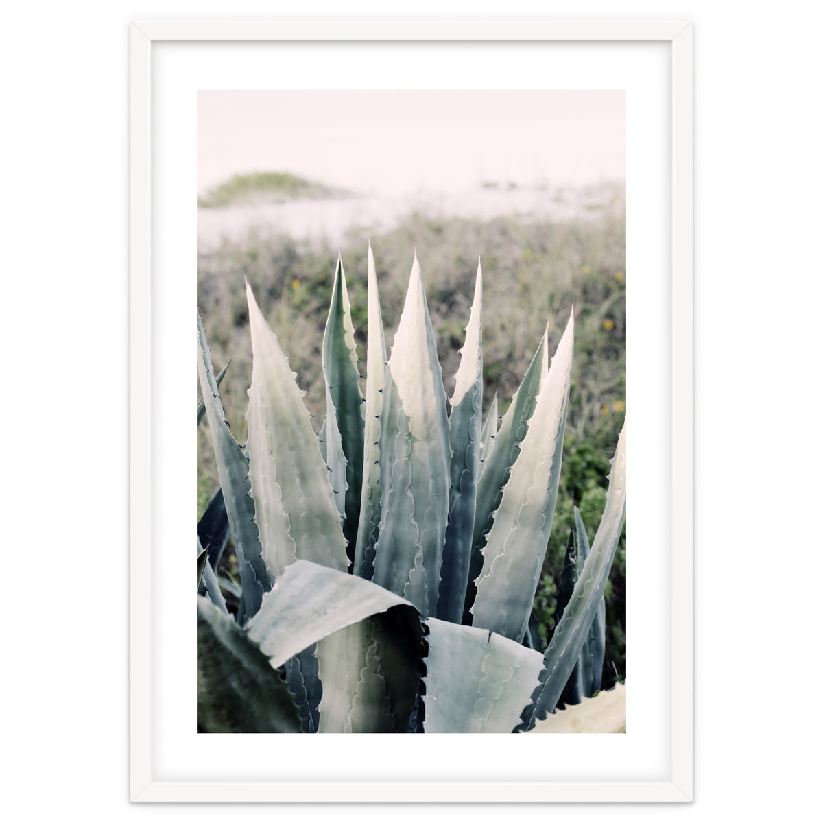 Pale Agave