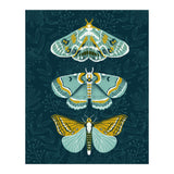 Lepidoptery8 (Print Only) thumbnail