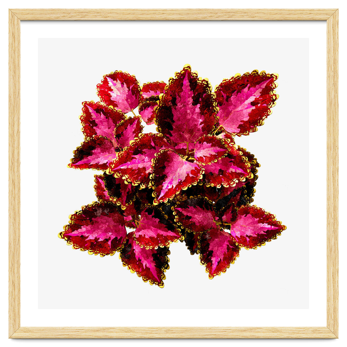 Indian Coleus