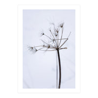 Wildflower in Winter (Print Only)