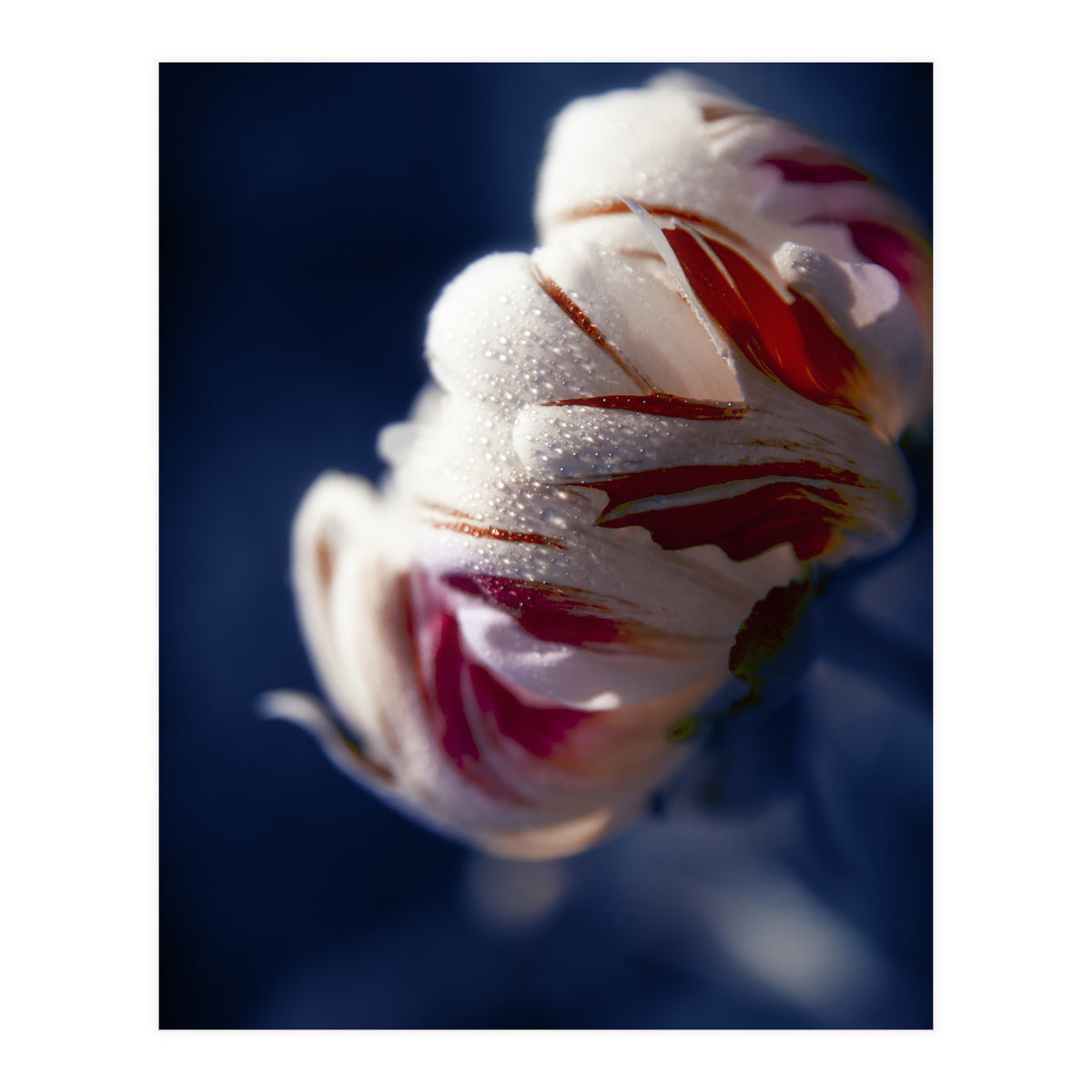 Drops White Flower (Print Only)