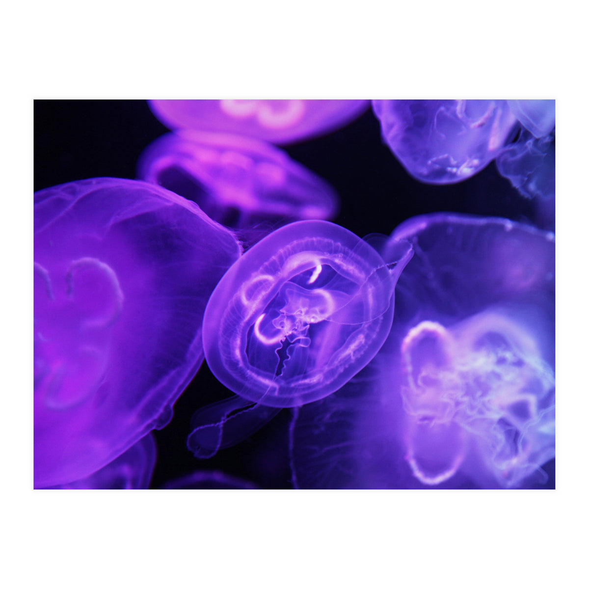 Jellyfish (Print Only)