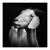 Billy Goat Adam (Print Only) thumbnail