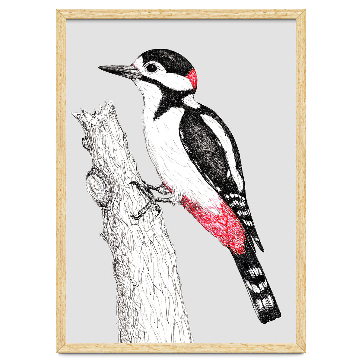 Great spotted woodpecker