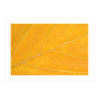 Autumn Leaf  (Print Only)