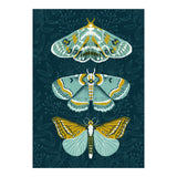 Lepidoptery8 (Print Only) thumbnail