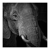 Elephant (Print Only)