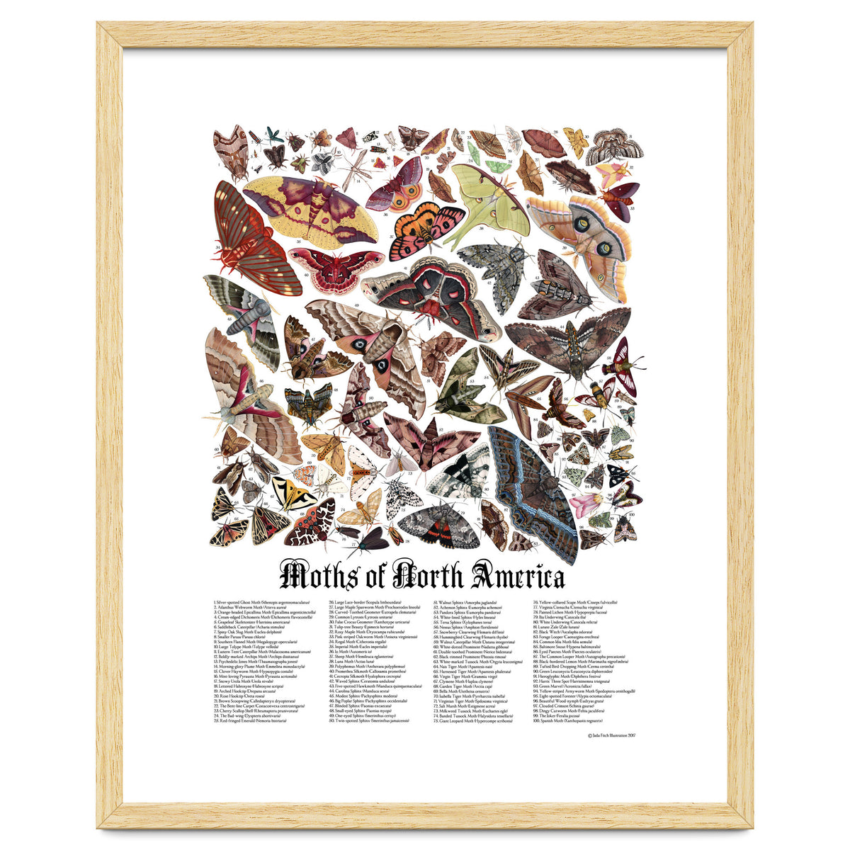 Moths of North America