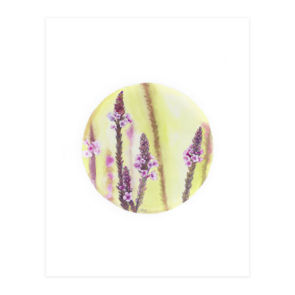 Circular Verbena (Print Only)