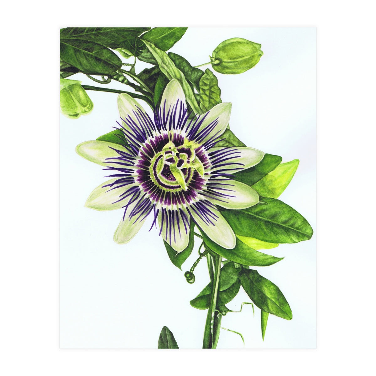 Passion Flower (Print Only)