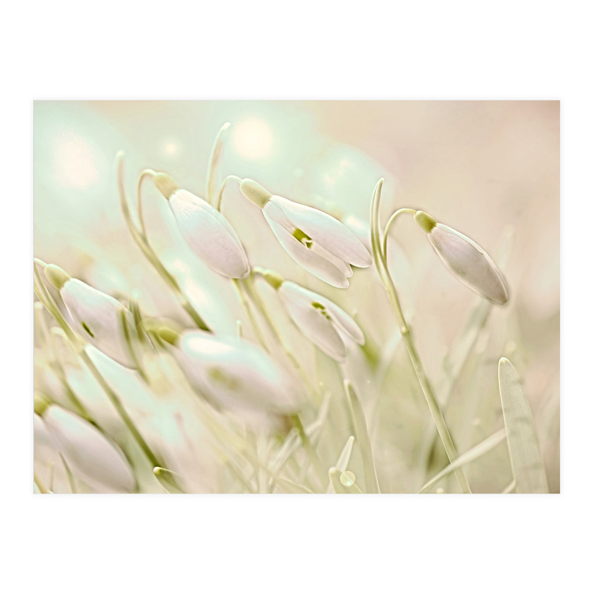 Enchanting Snowdrops (Print Only)