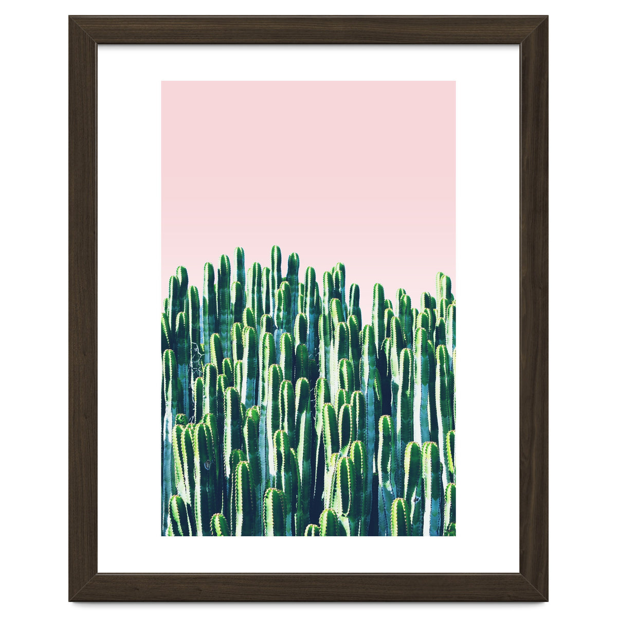 Cactus & Sunset II