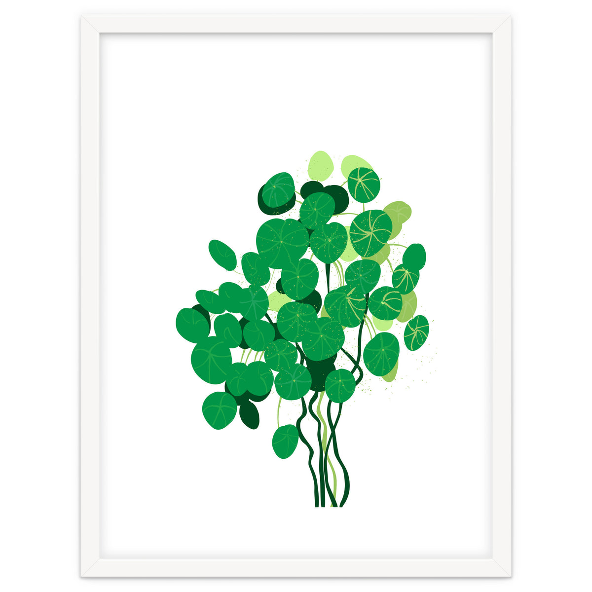 Pilea