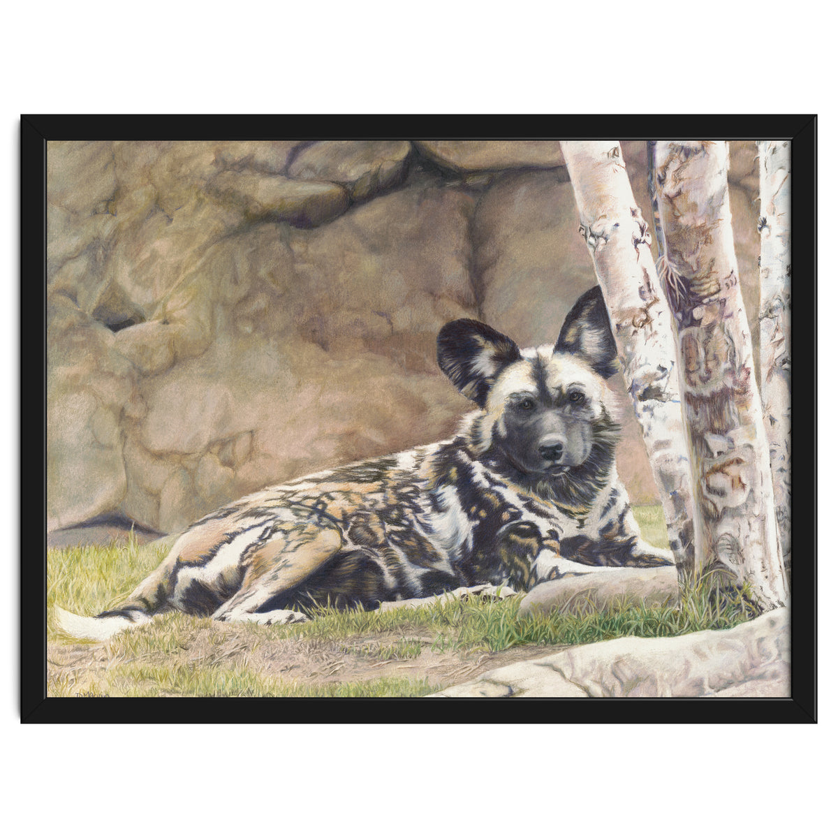 Afican Painted Dog IV - Imara