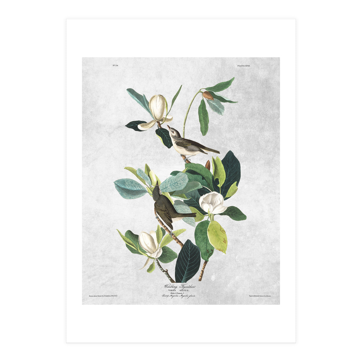 fiori e uccelli (Print Only)