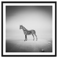 Zebra Mist