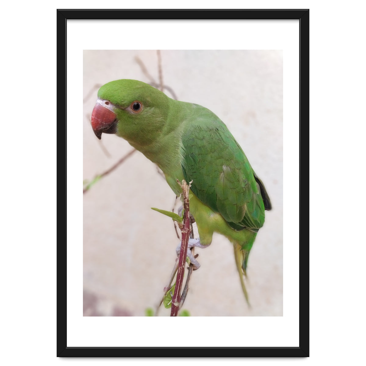 Lovely Indian Cute Parrot