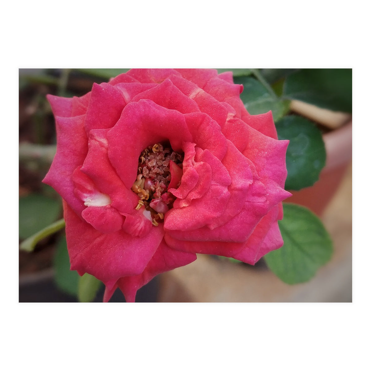 Blooming Red Rose (Print Only)