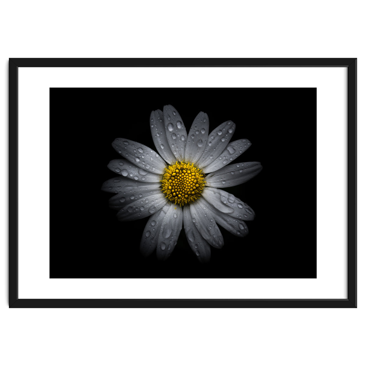 Backyard Flowers No 16 Color Version