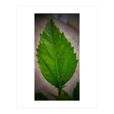 Hibiscus Plant Petal (Print Only) thumbnail