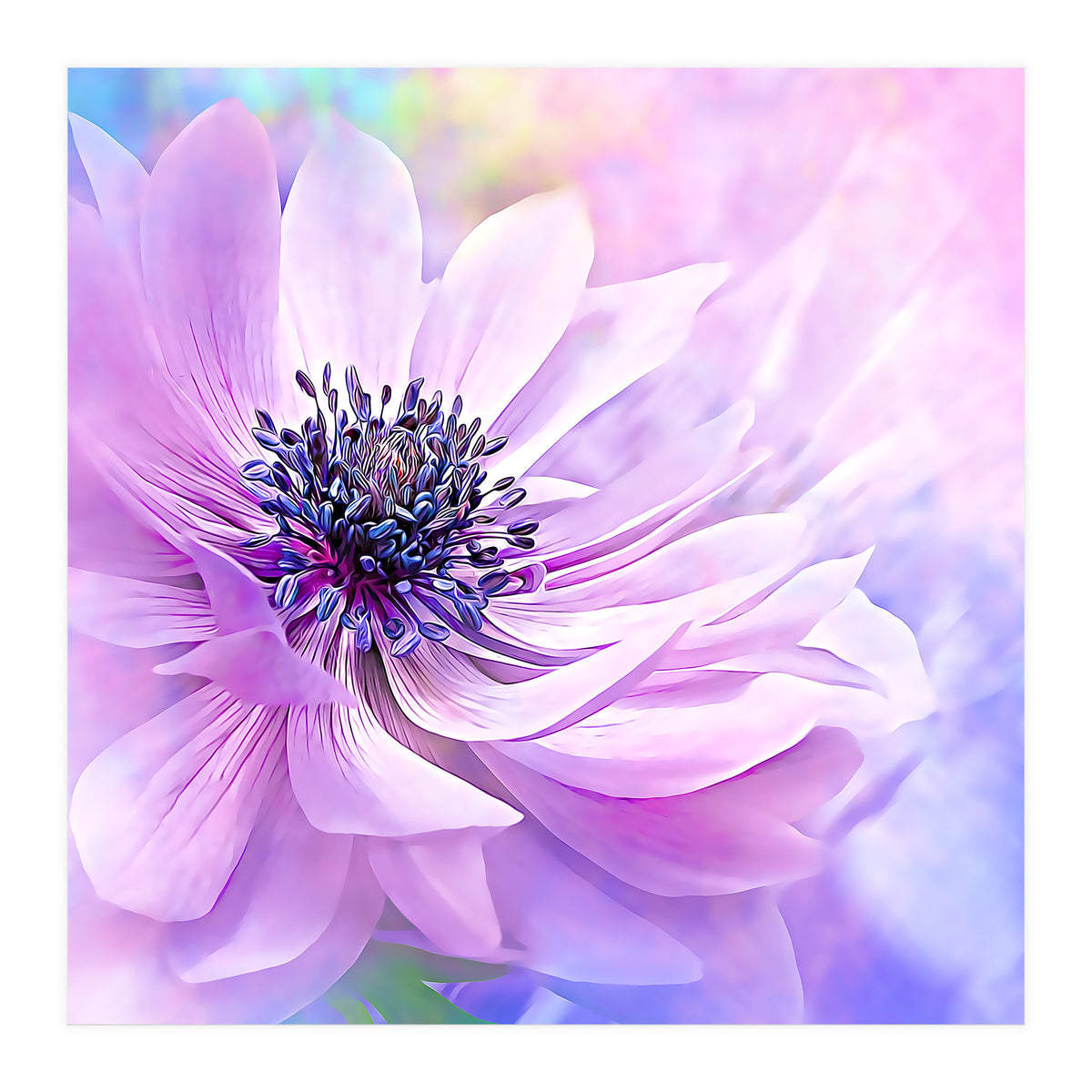 Wispy Purple Anemone (Print Only)