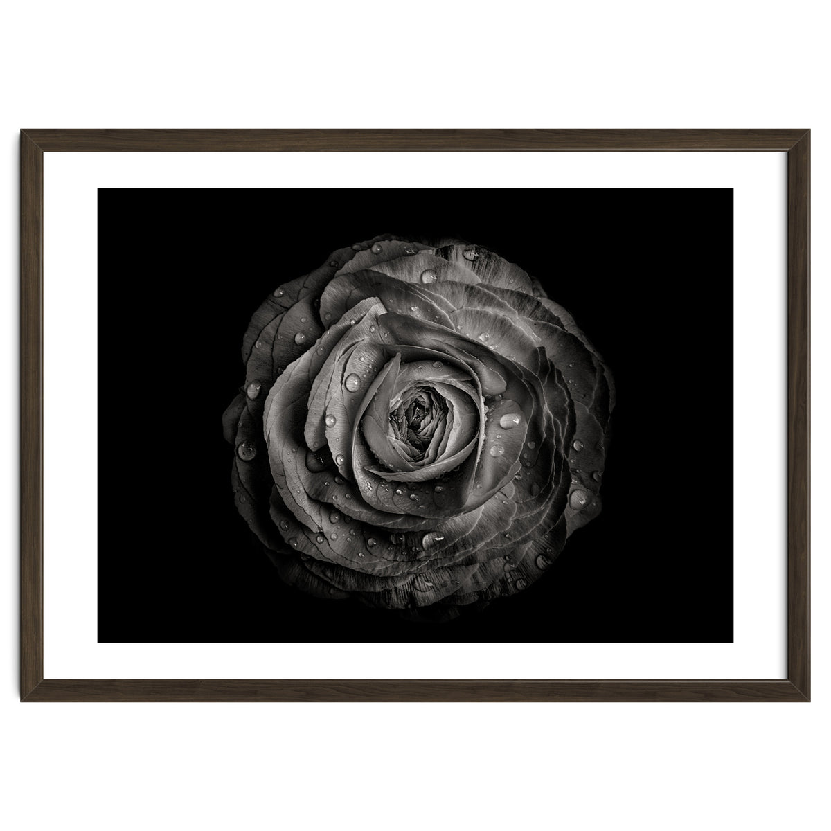 Backyard Flowers In Black And White 72