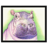 Purple Hippo