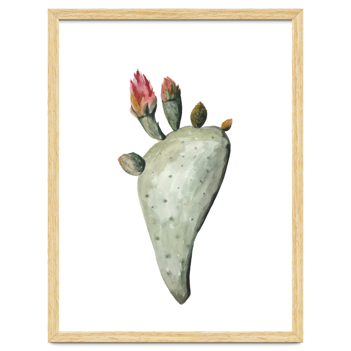 Botanical Illustration Cactus Flowers