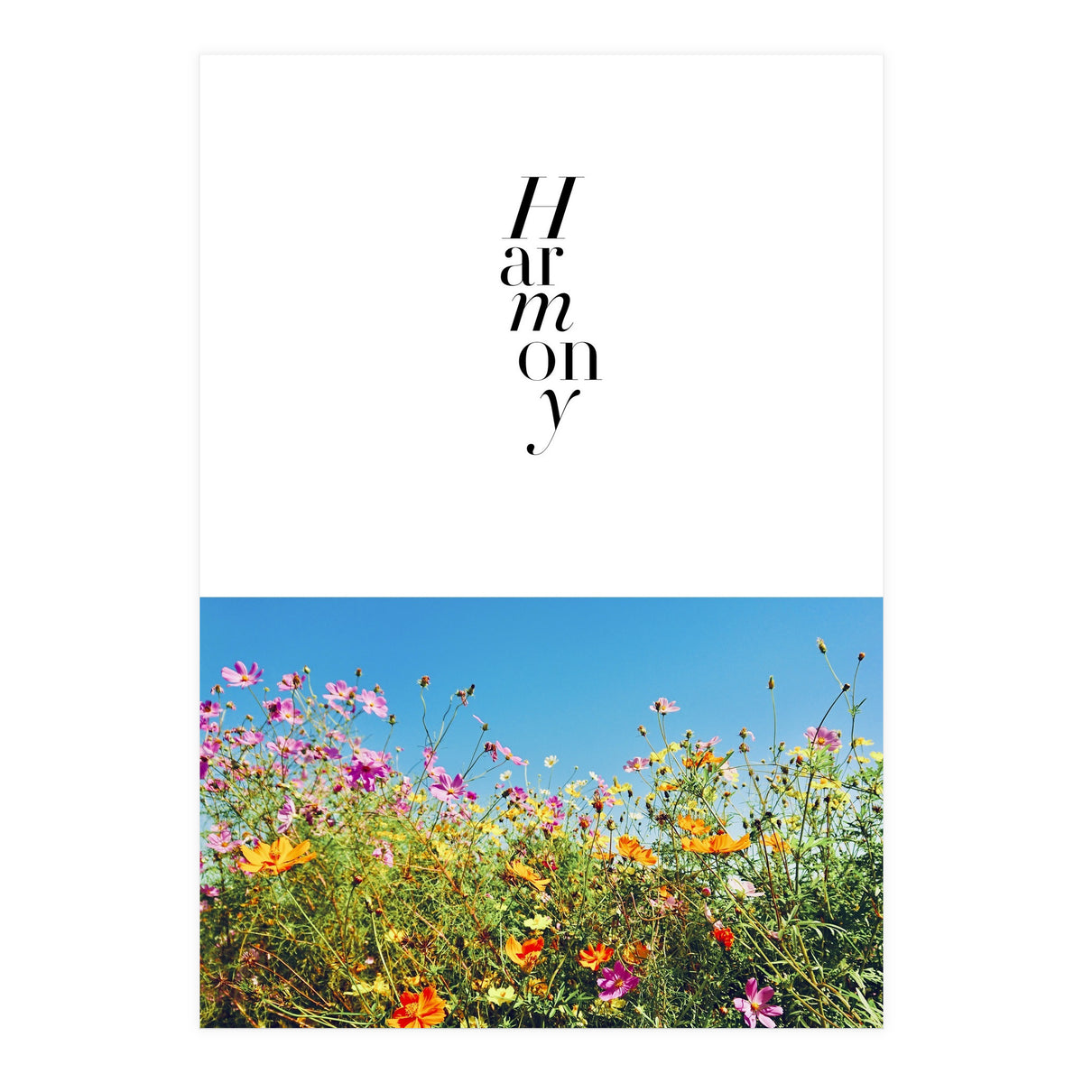 Harmony - cosmos flower - nature photography  (Print Only)