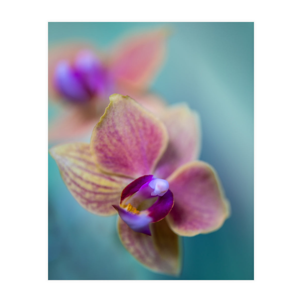 Orchidee (Print Only)