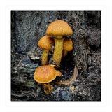Tree Fungi  (Print Only) thumbnail