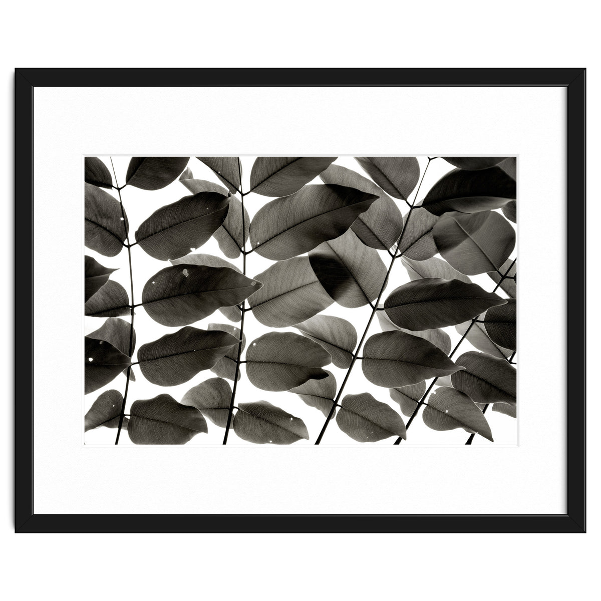 Branches and Leaves I