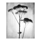Sedum (Print Only) thumbnail