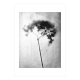 Hydrangea (Print Only) thumbnail