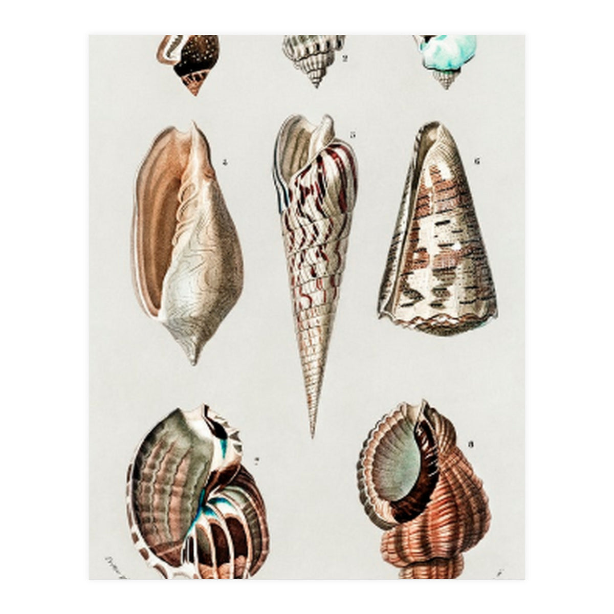 Different types of mollusks illustrated (Print Only)