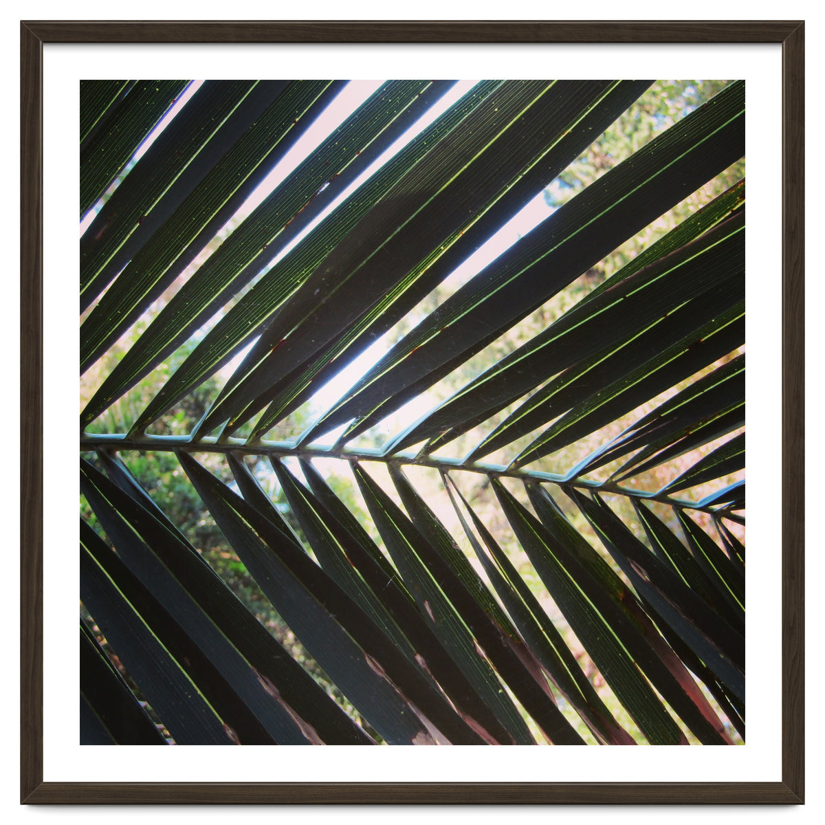 Palm leaf