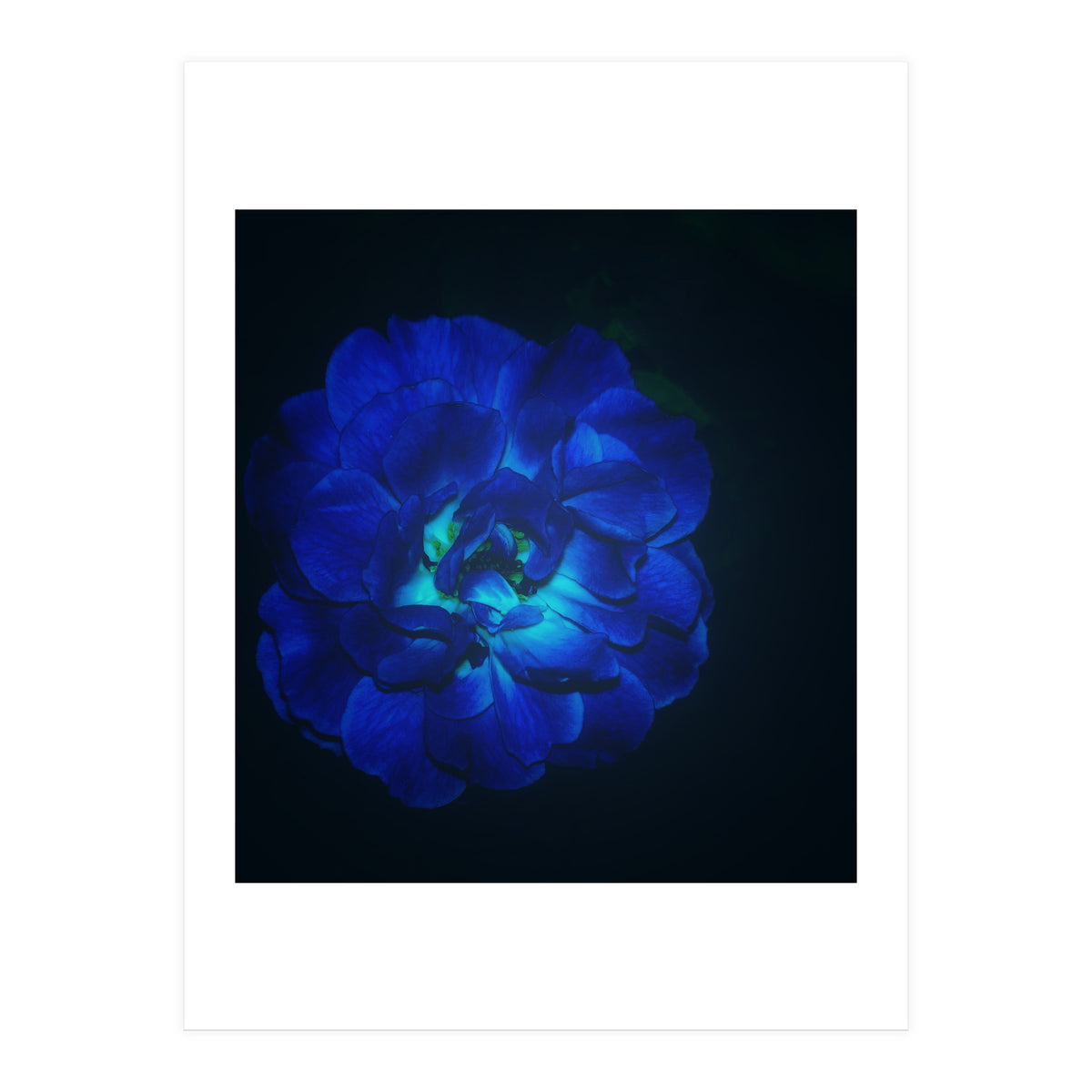 Lucky Blue Rose (Print Only)