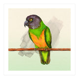 Senegal parrot watercolor (Print Only) thumbnail