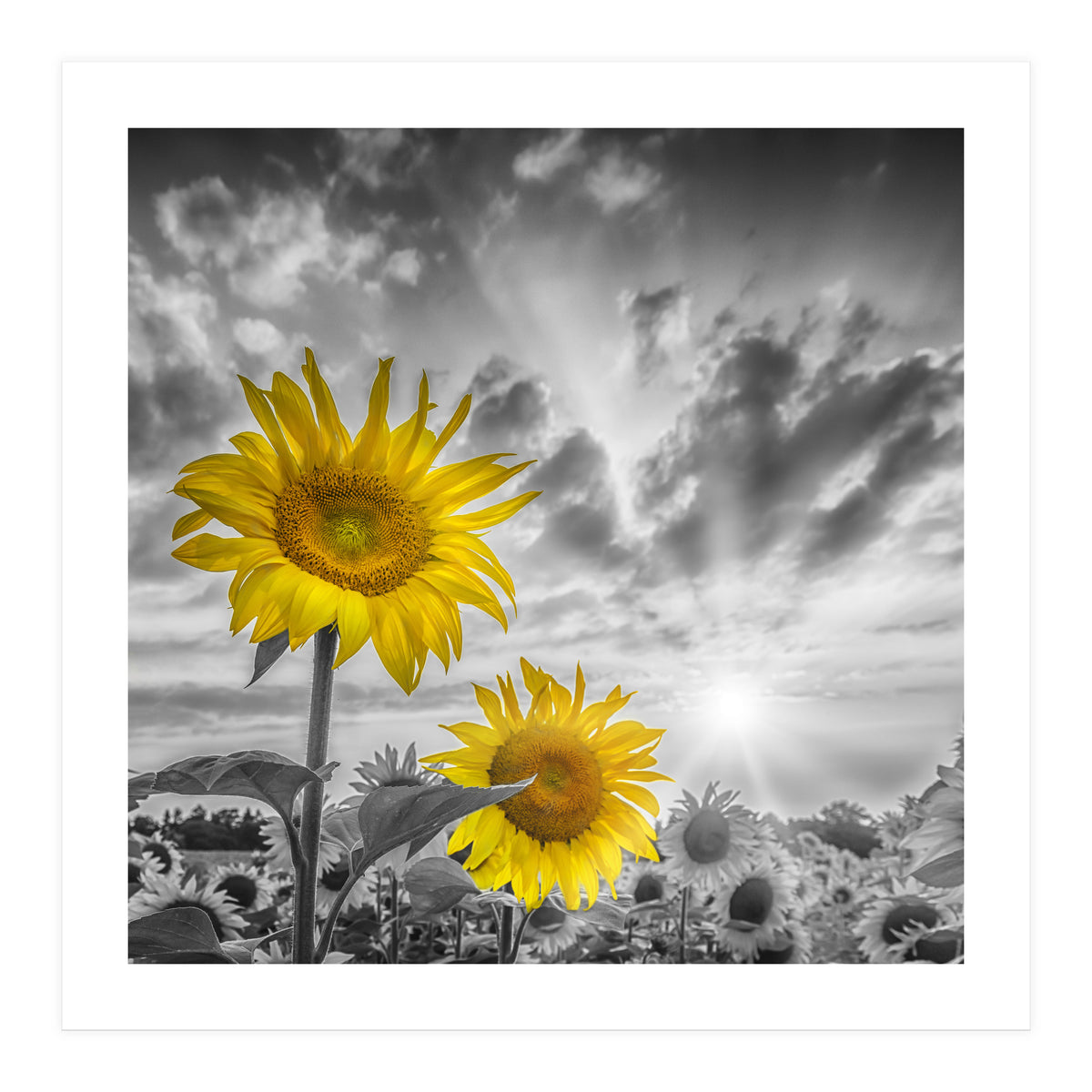 Focus on two sunflowers (Print Only)