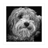 Havaneser (Print Only) thumbnail