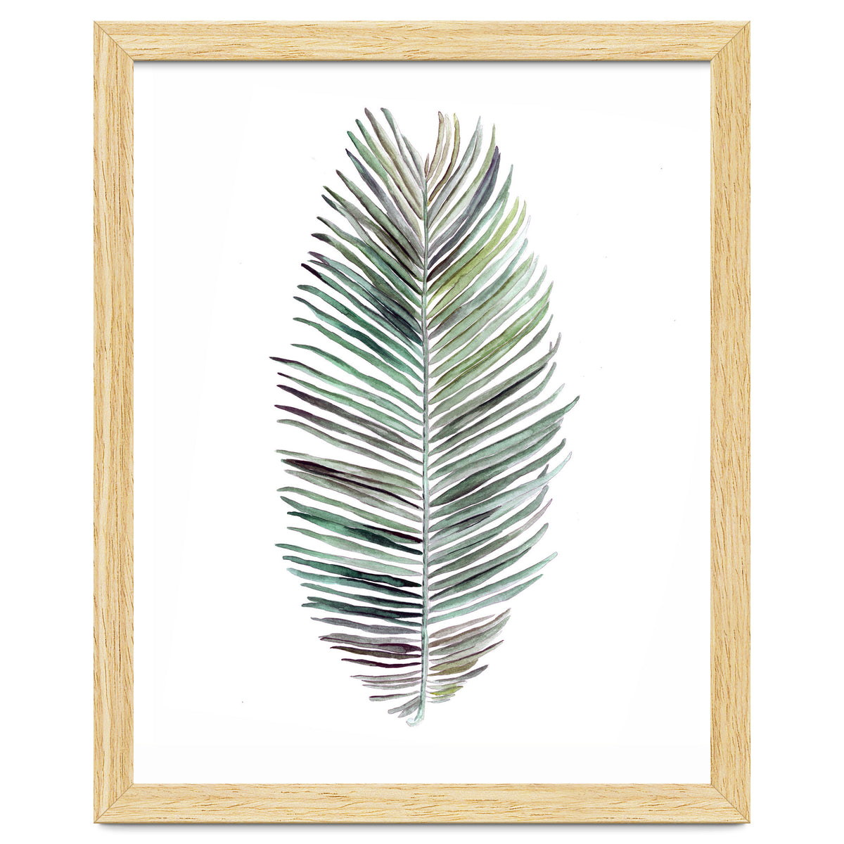 Botanical Illustration Cocos Palm