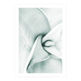 Agave (Print Only) thumbnail