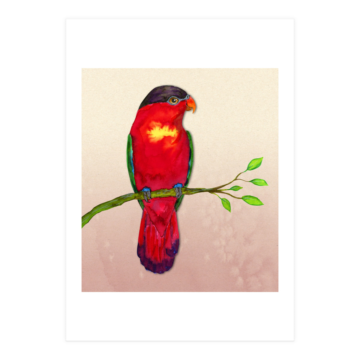 Purple-naped lory (Print Only)