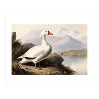 White Duck on the Lake Shore Vintage Painting (Print Only)