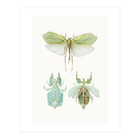 Cc Insects 07 (Print Only)