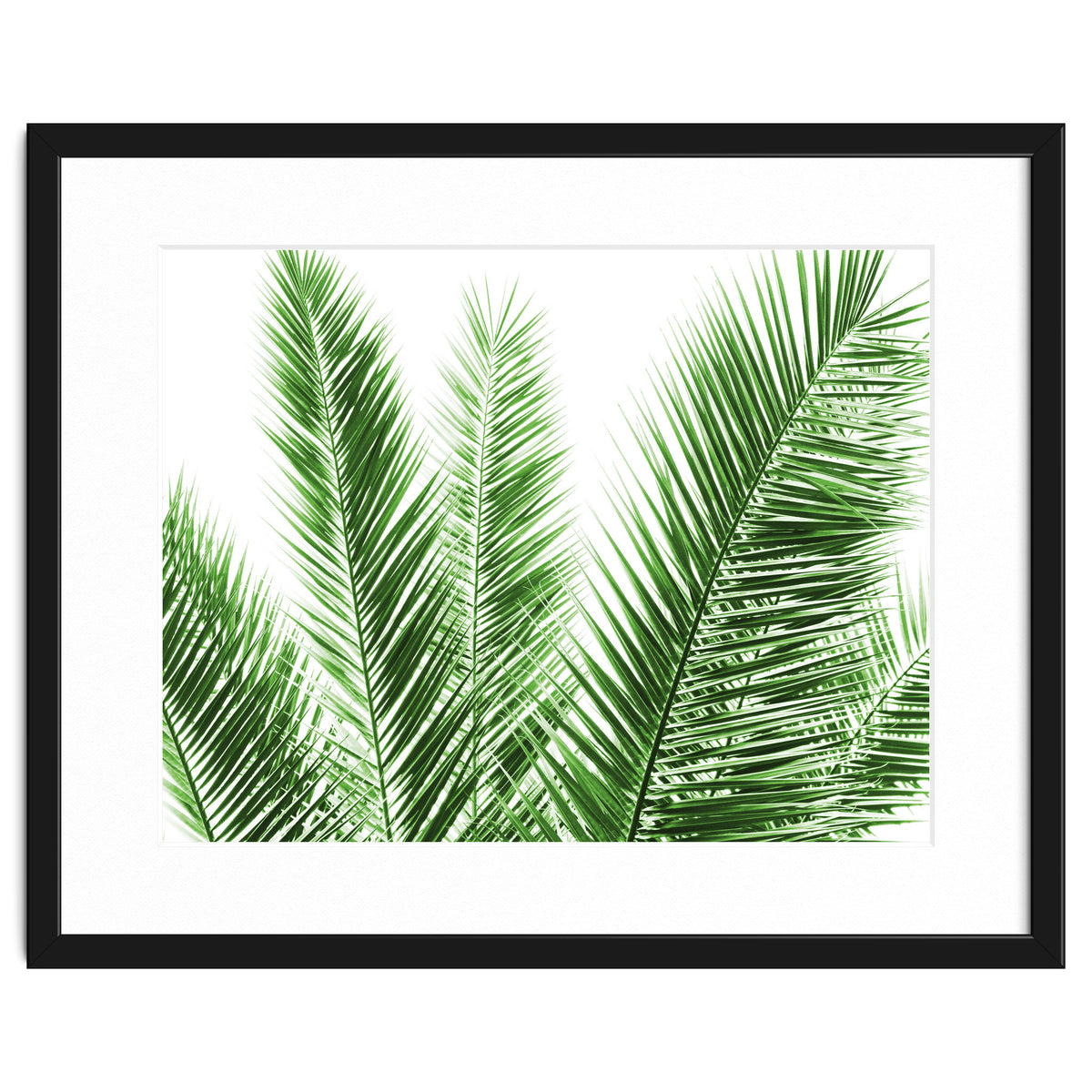 Palm Leaves