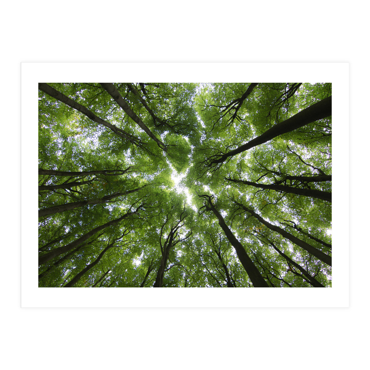 Beechwood (Print Only)