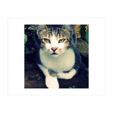 Photogenic Cat (Print Only) thumbnail