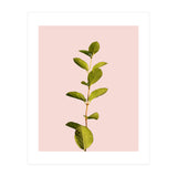 Botanical Art V3 (Print Only) thumbnail